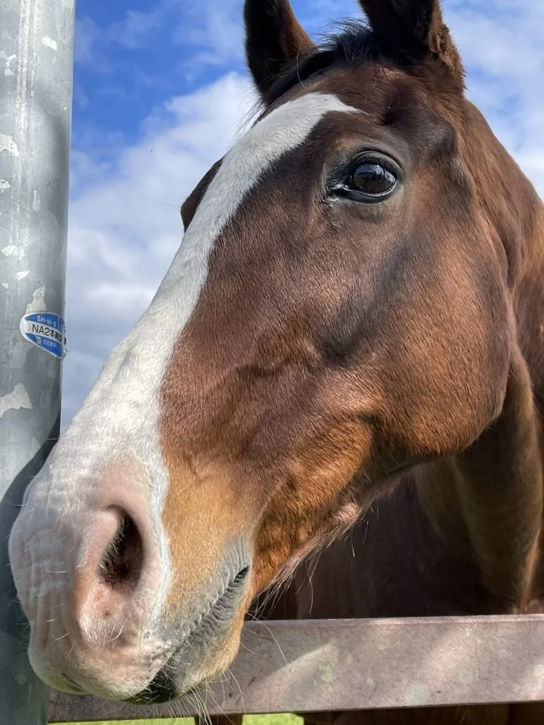 メイショウドトウ号の顔アップ