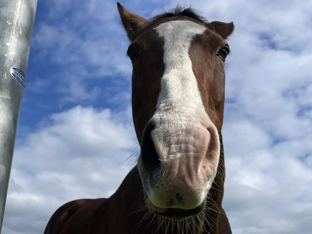 メイショウドトウ号の鼻