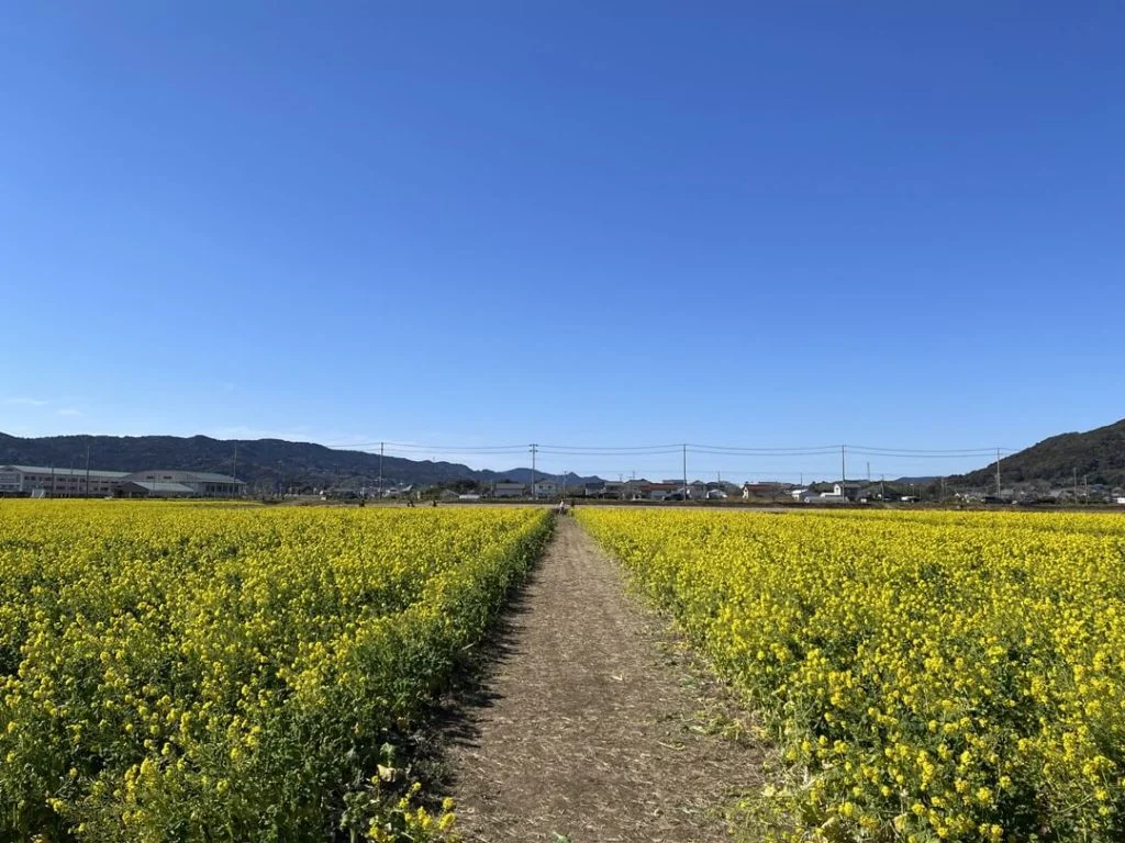 菜の花ロード2023