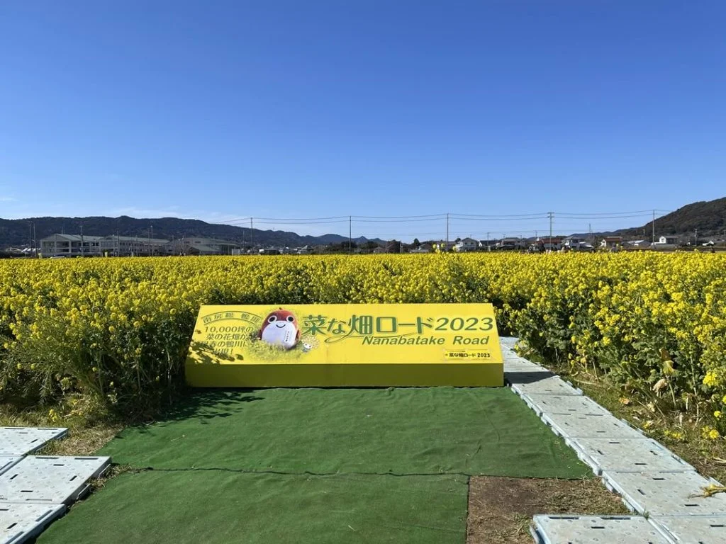菜の花ロード2023